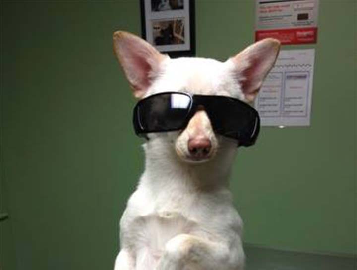 Pet Digital Radiology