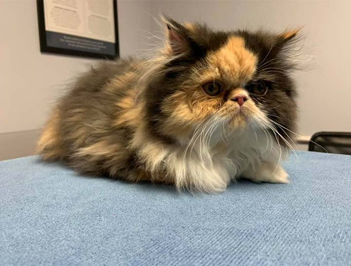 Preventive Care for Cats